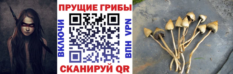 Купить  Николаевск-на-Амуре  Галлюциногенные грибы GOLDEN TEACHER 
